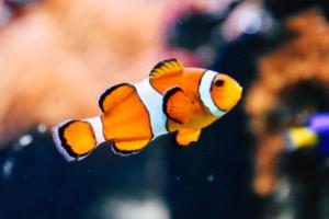 陈献春：液态创新理论视角下的湖南青年人才新政实施路径研究